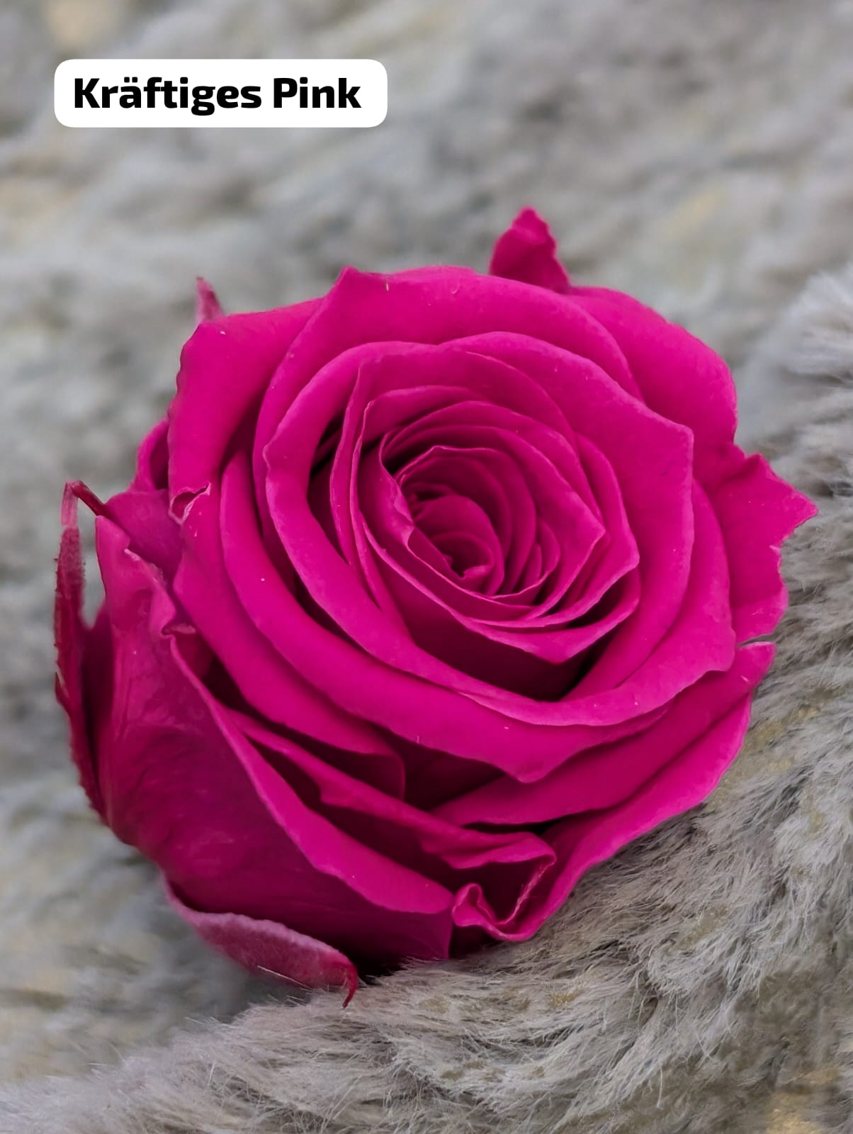 Ewige Rose - Klein