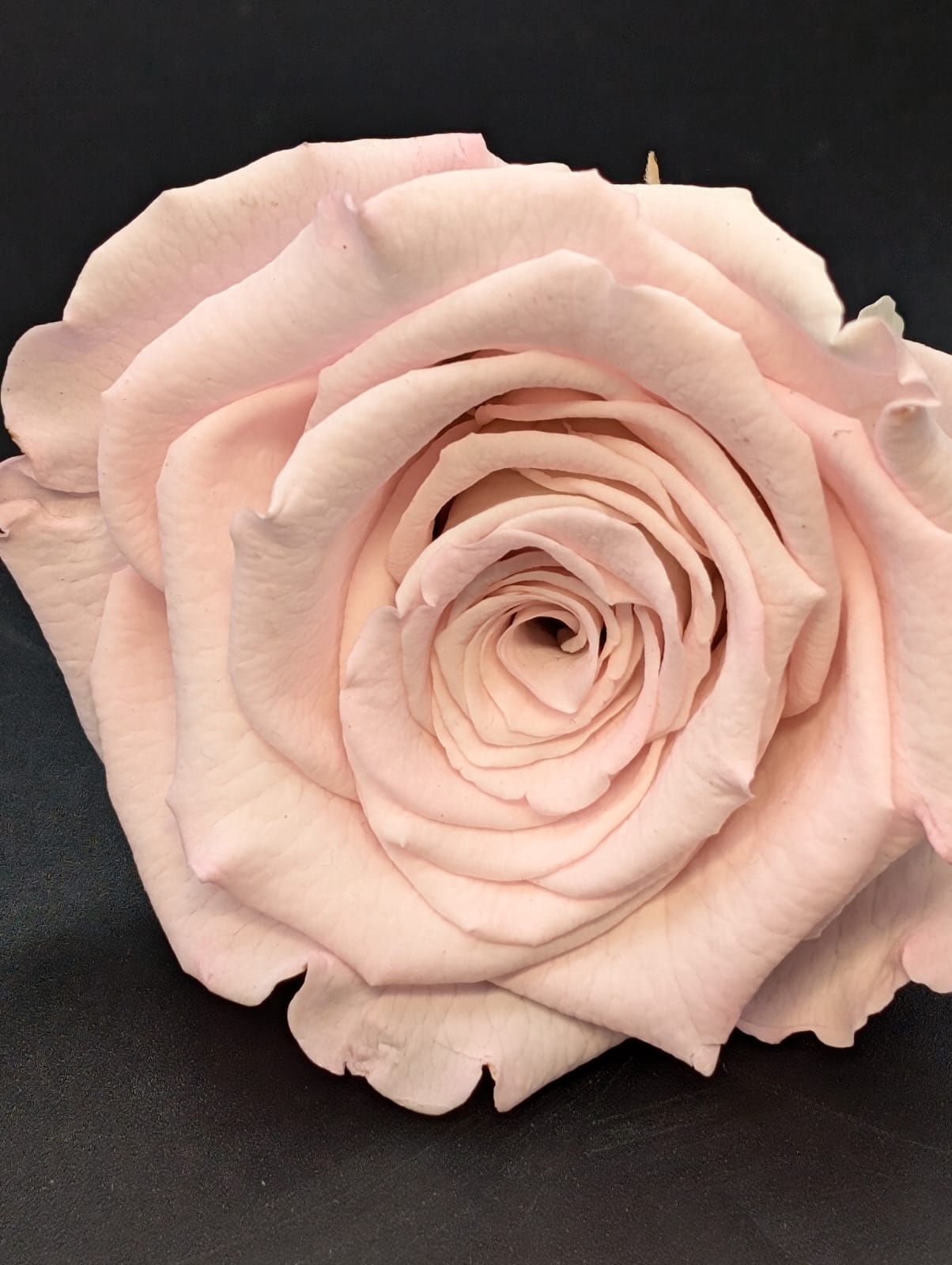 Ewige Rose - Groß