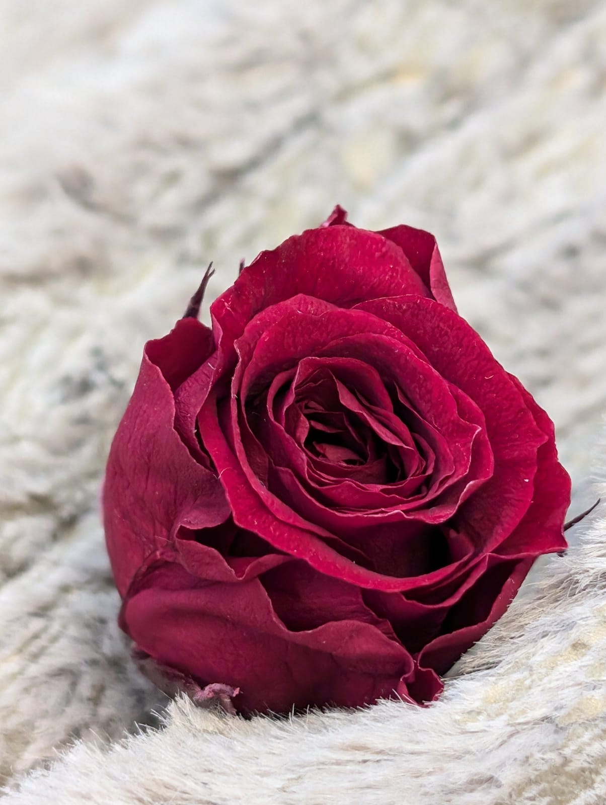 Ewige Rose - Klein