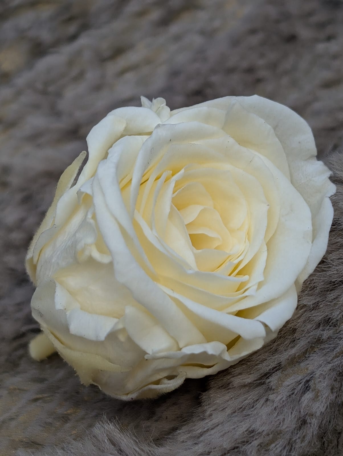 Ewige Rose - Klein