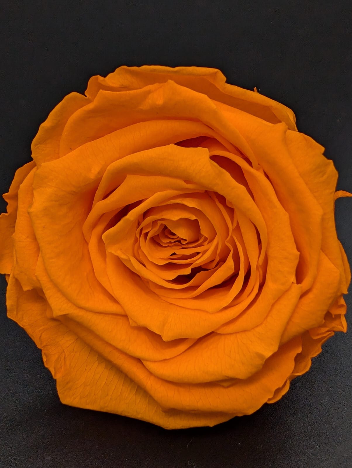 Ewige Rose - Groß