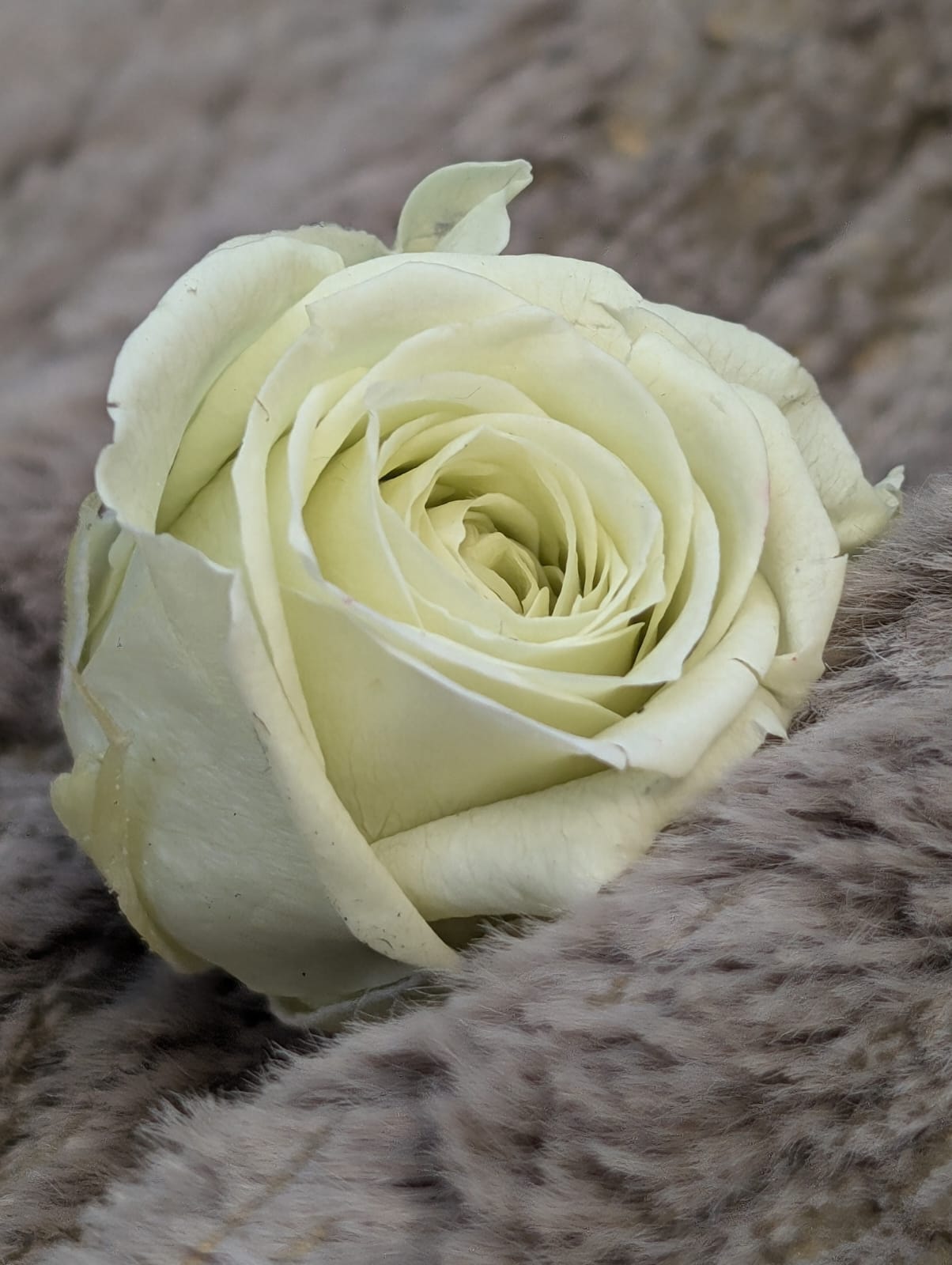 Ewige Rose - Klein