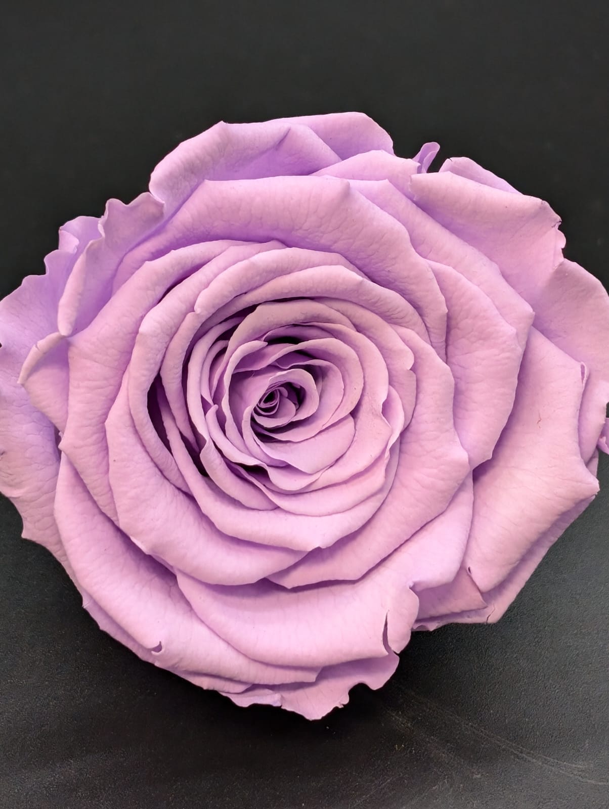Ewige Rose - Groß