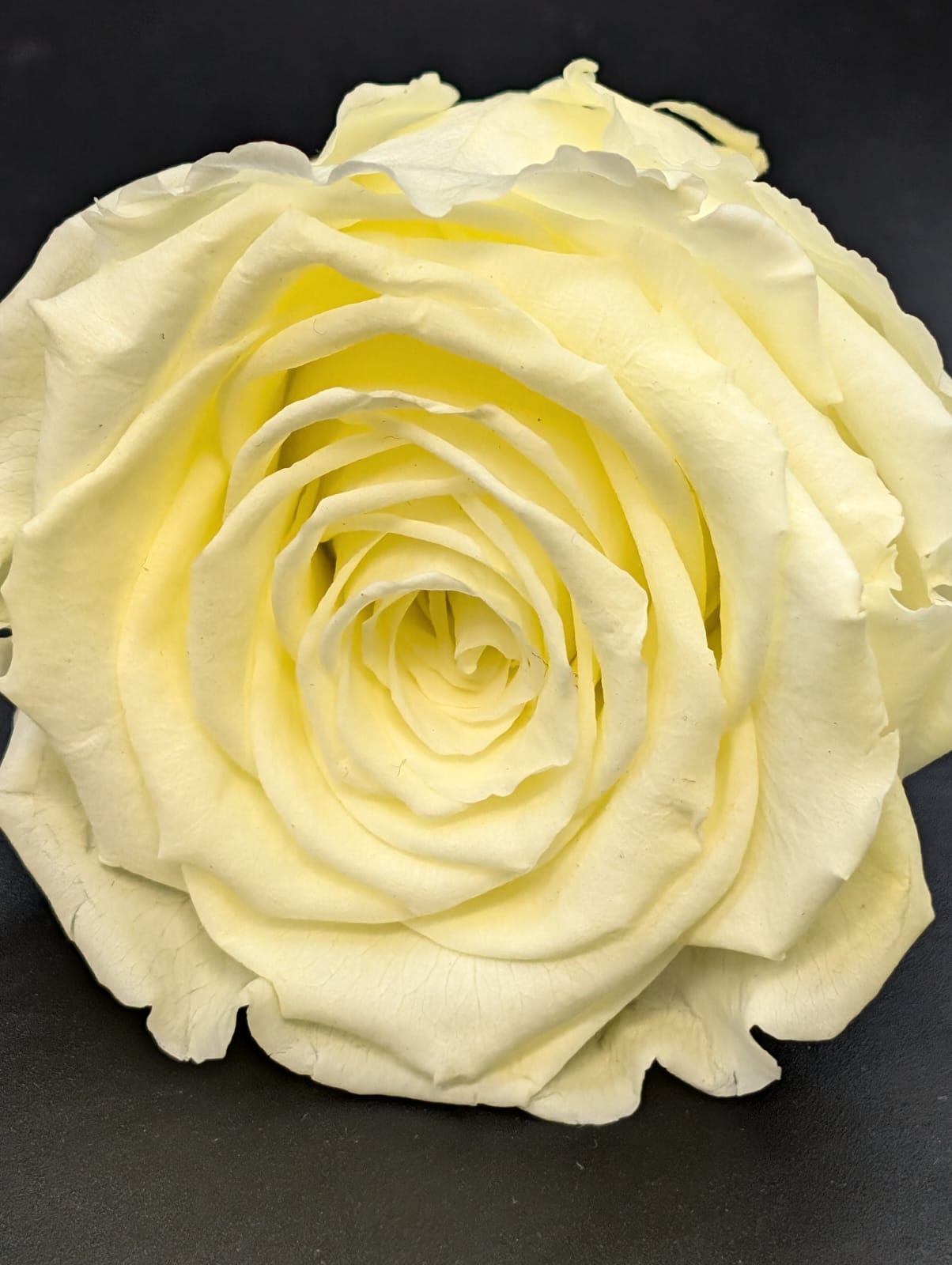 Ewige Rose - Groß