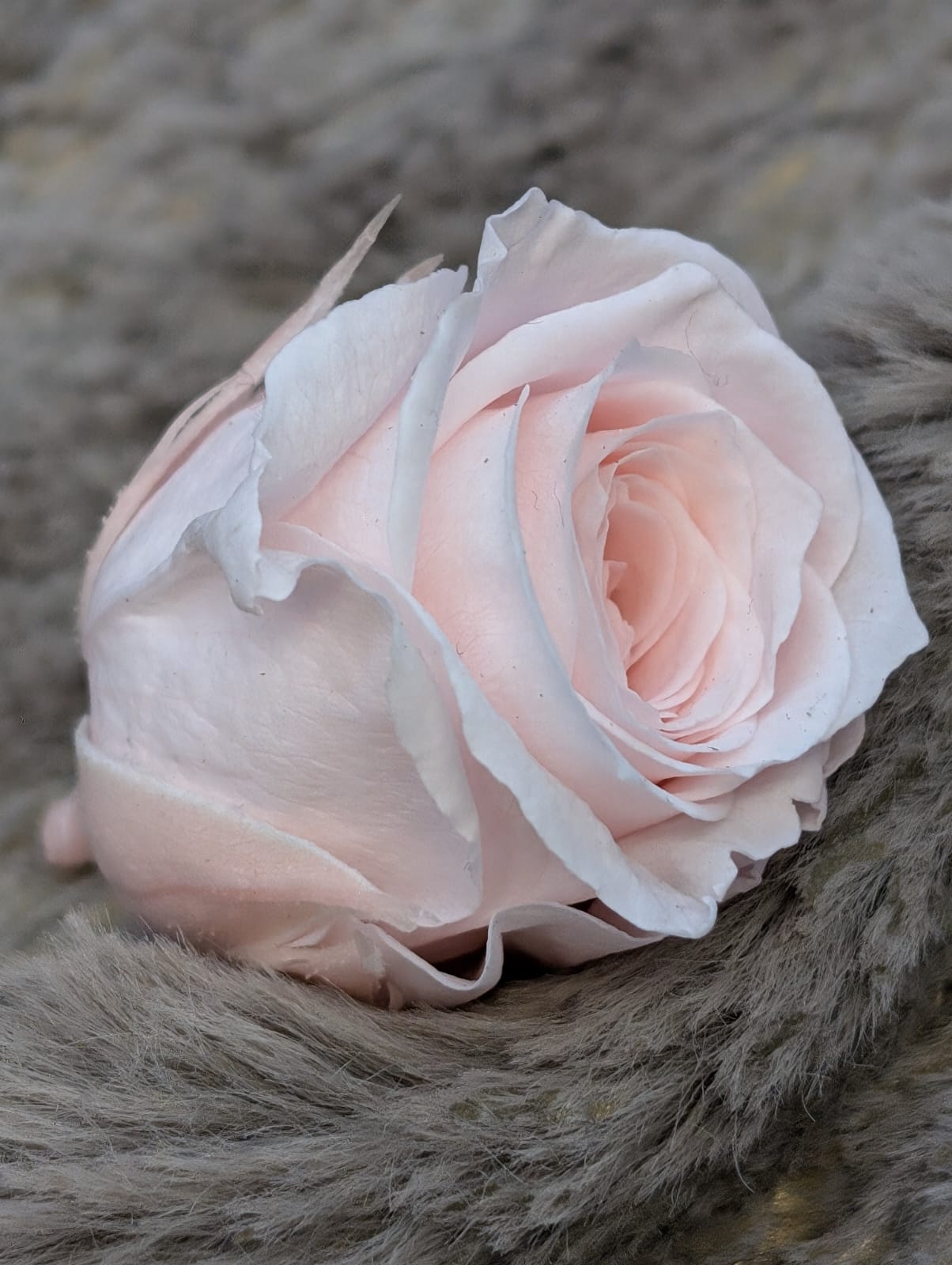 Ewige Rose - Klein