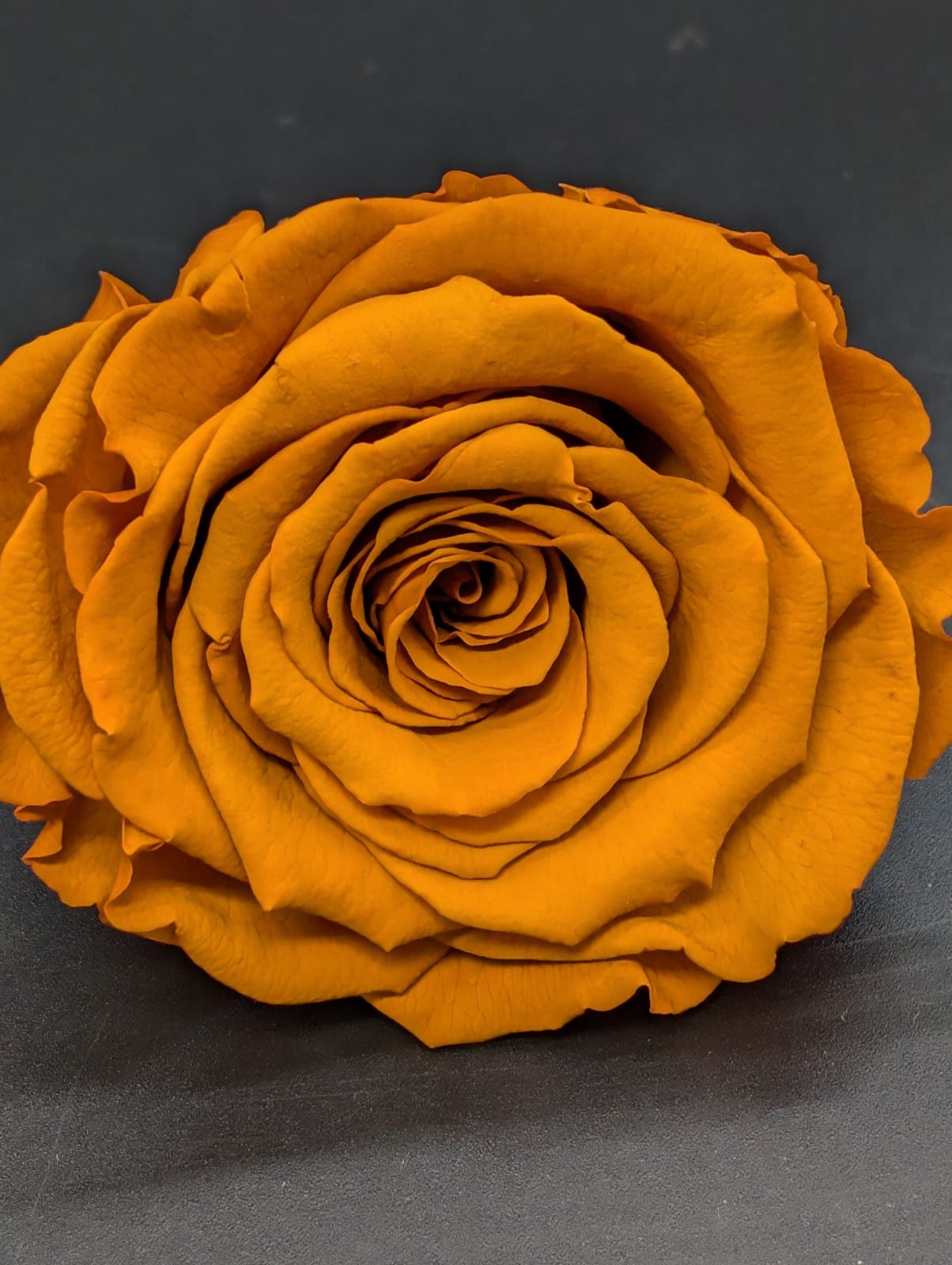 Ewige Rose - Groß