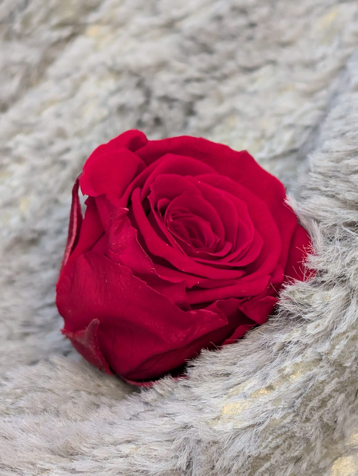 Ewige Rose - Klein