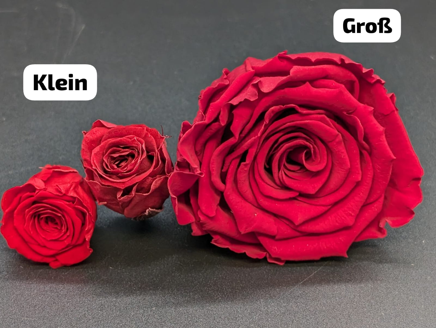 Ewige Rose - Groß