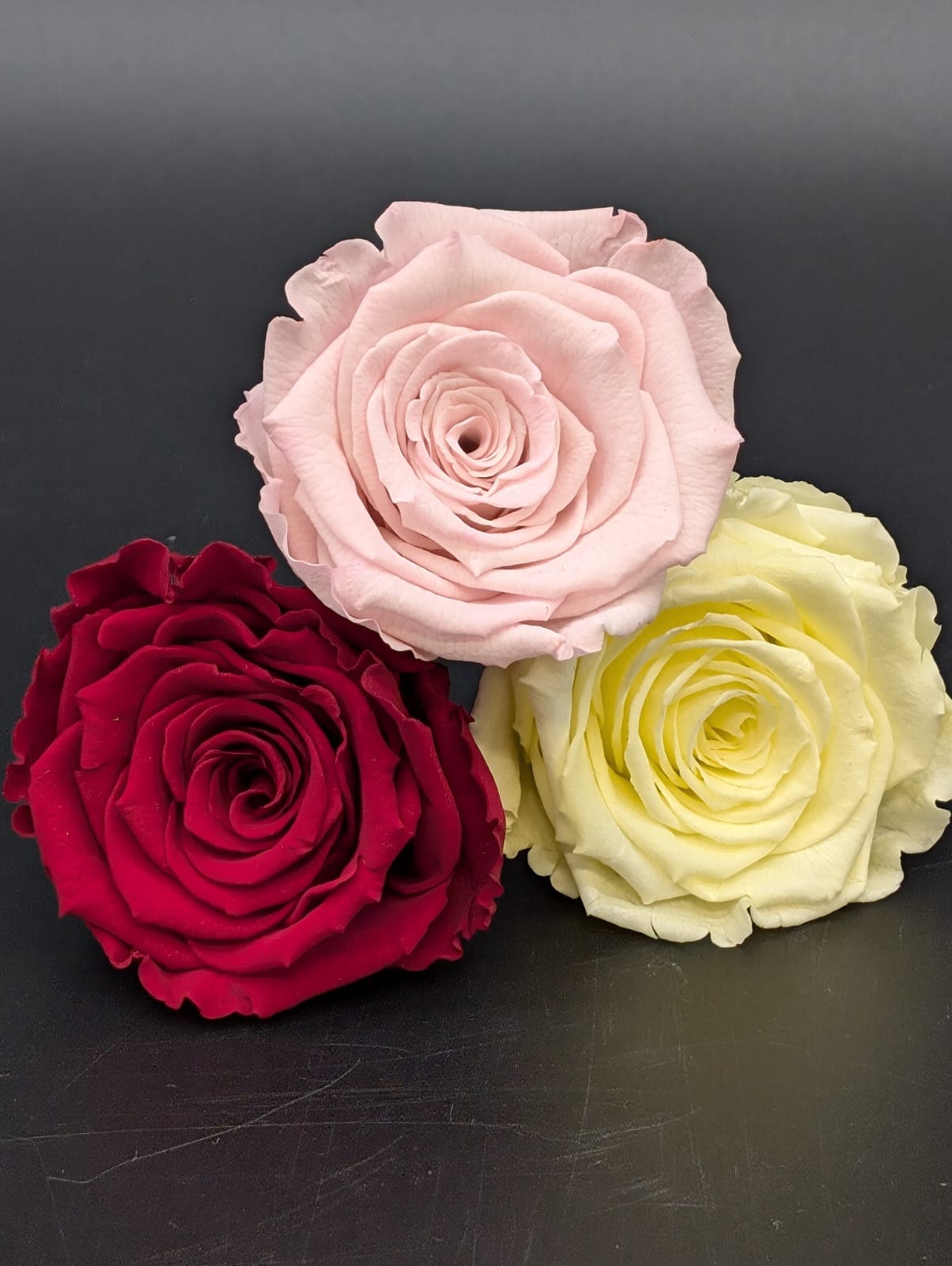 Ewige Rose - Groß
