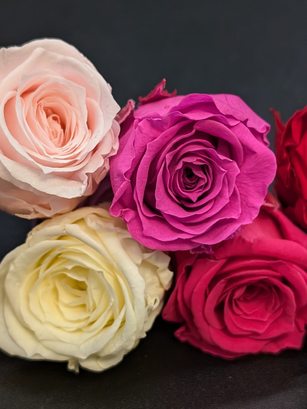 Ewige Rose - Klein