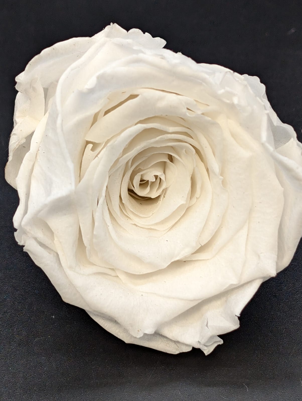 Ewige Rose - Groß