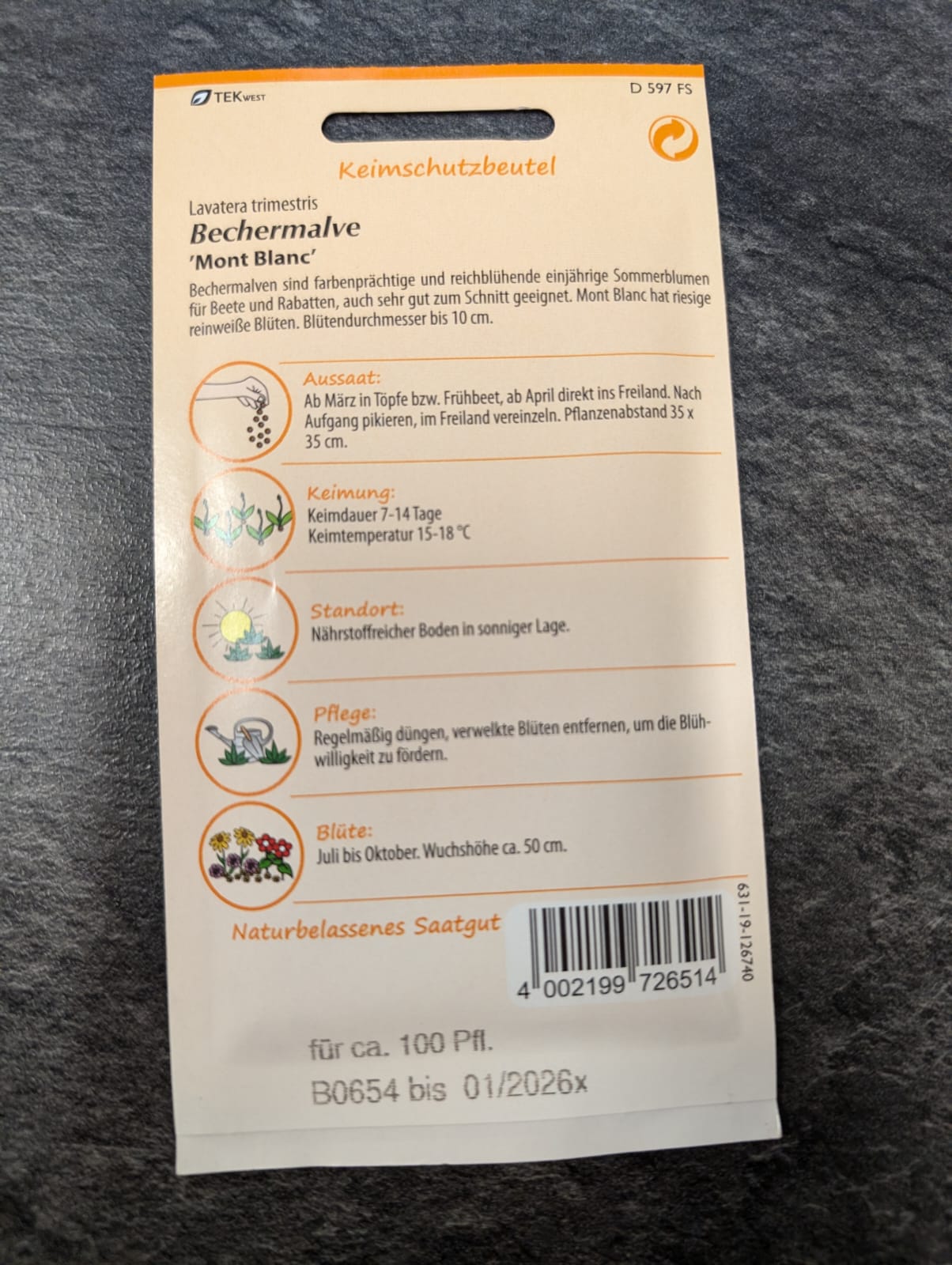 Bechermalve in Sorten