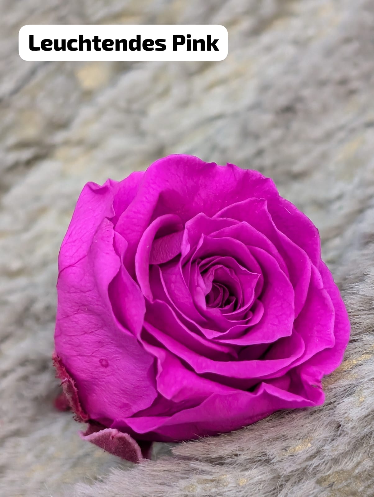 Ewige Rose - Klein