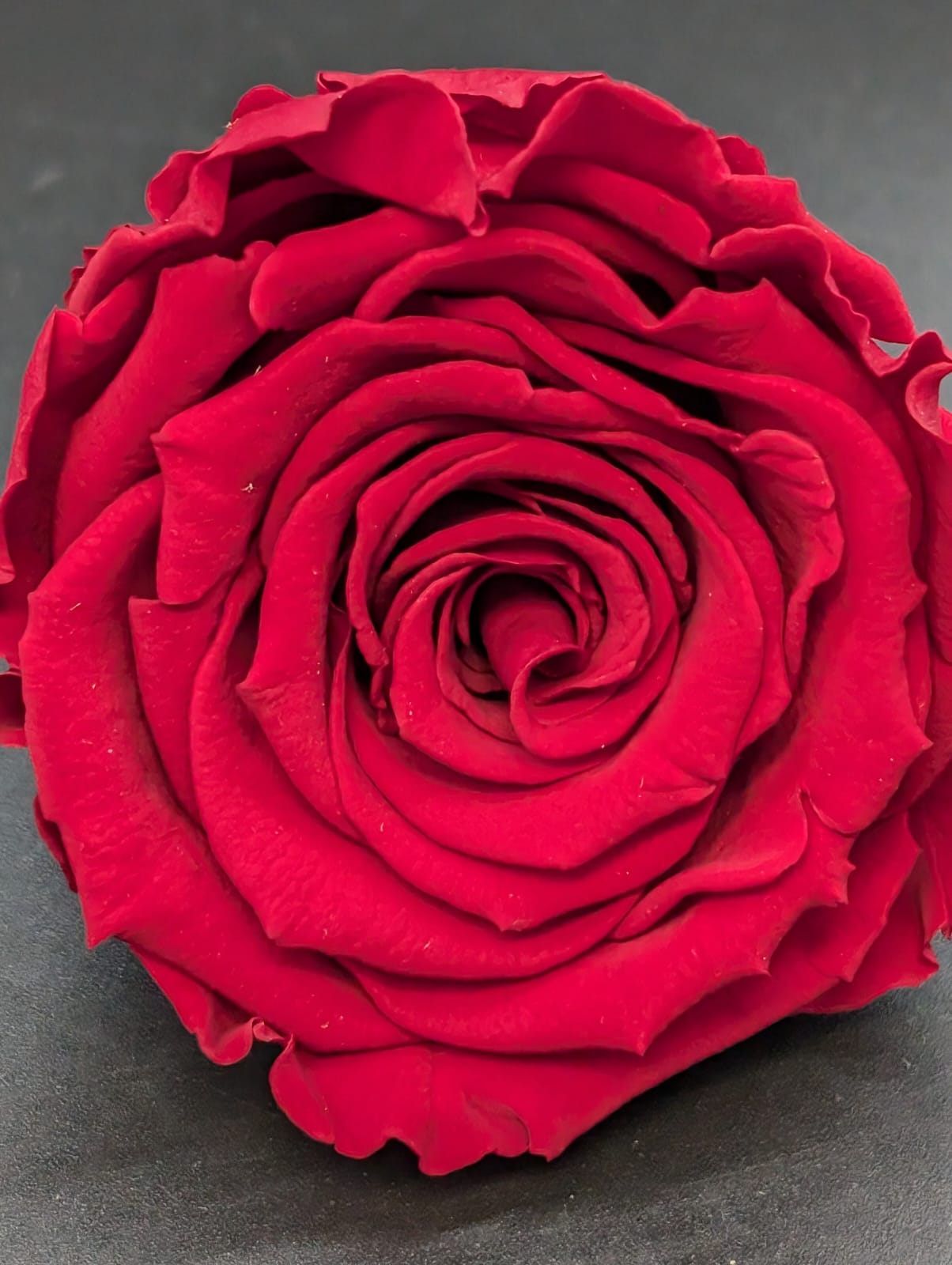 Ewige Rose - Groß