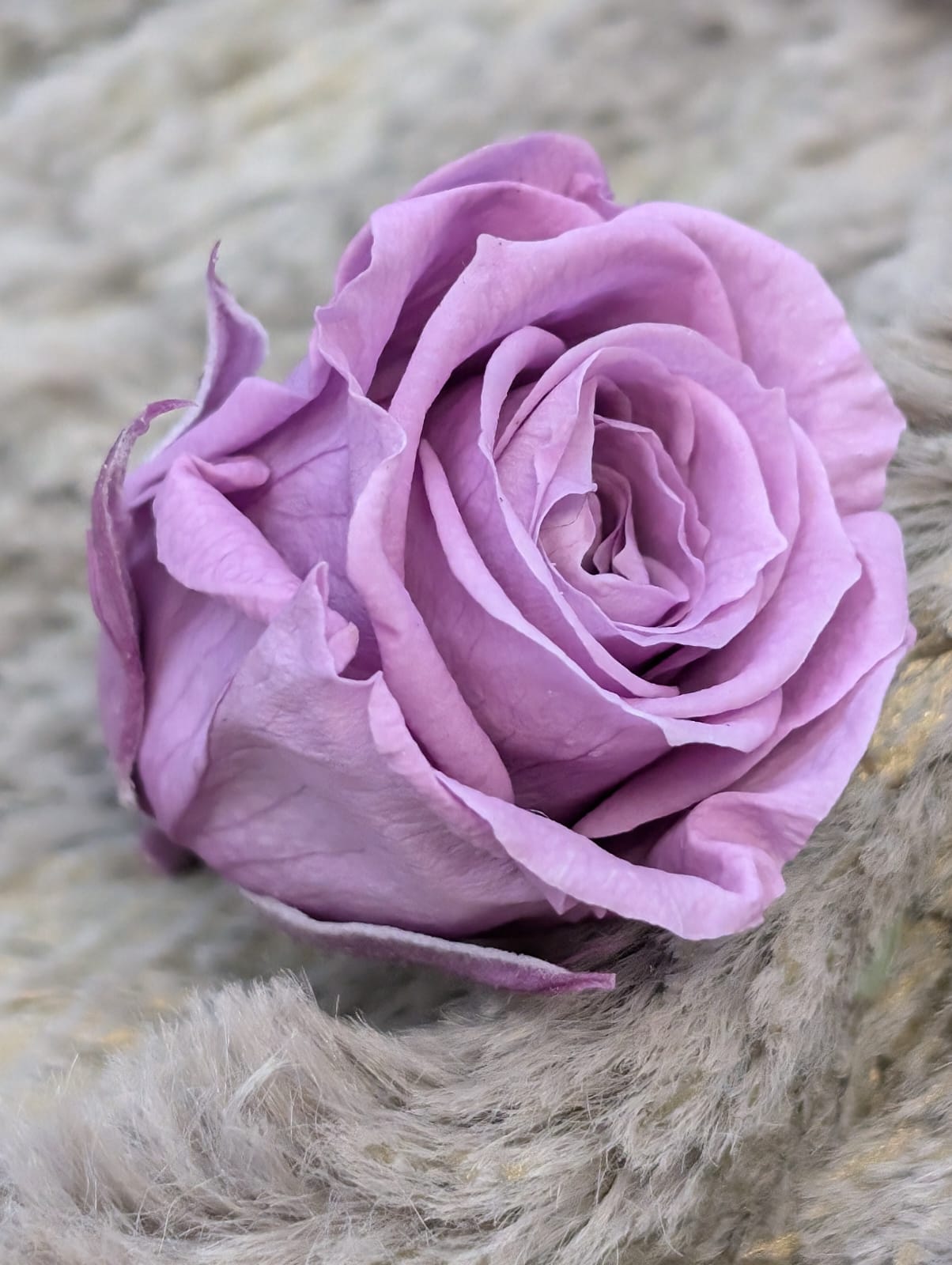 Ewige Rose - Klein