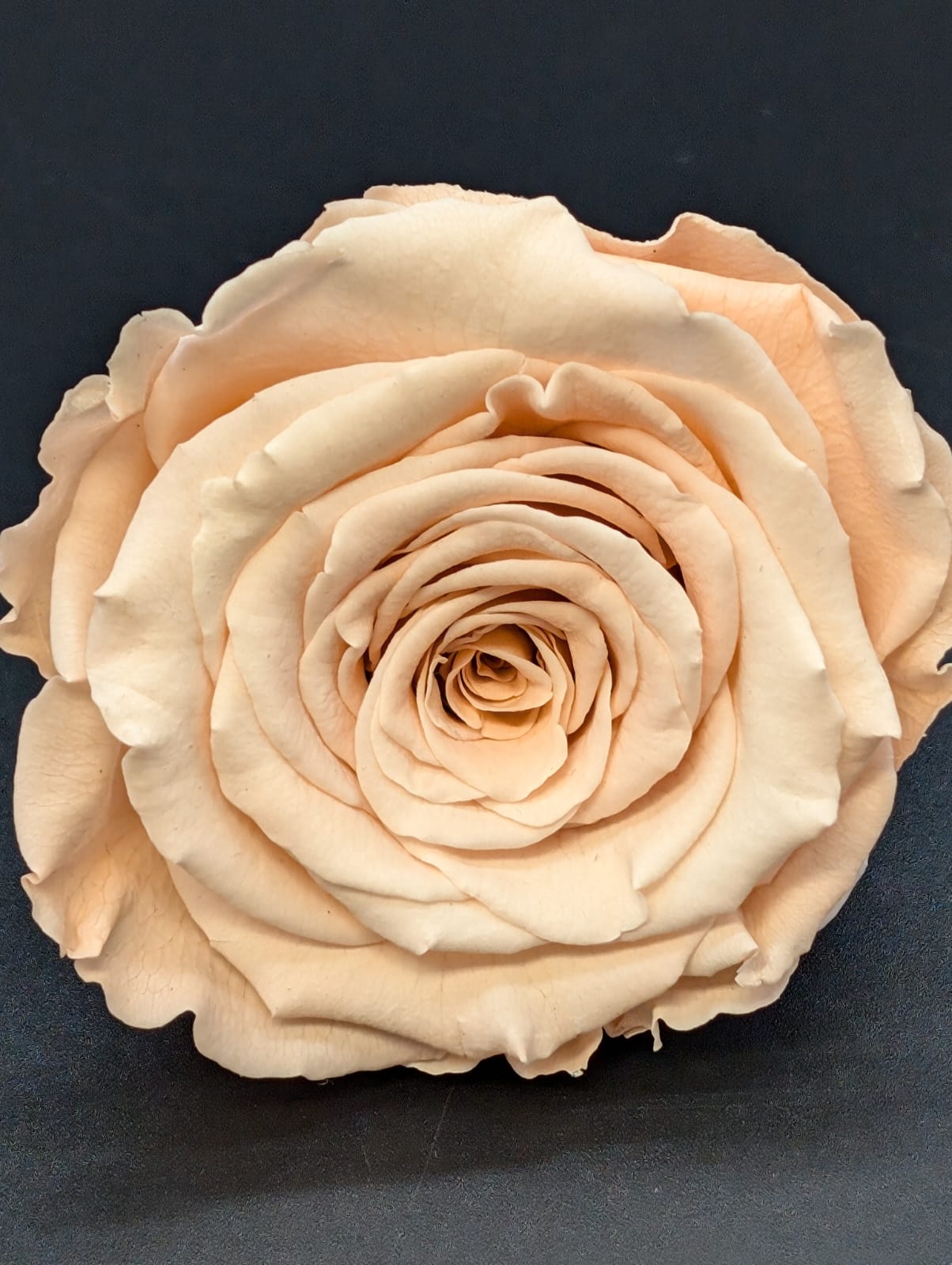 Ewige Rose - Groß