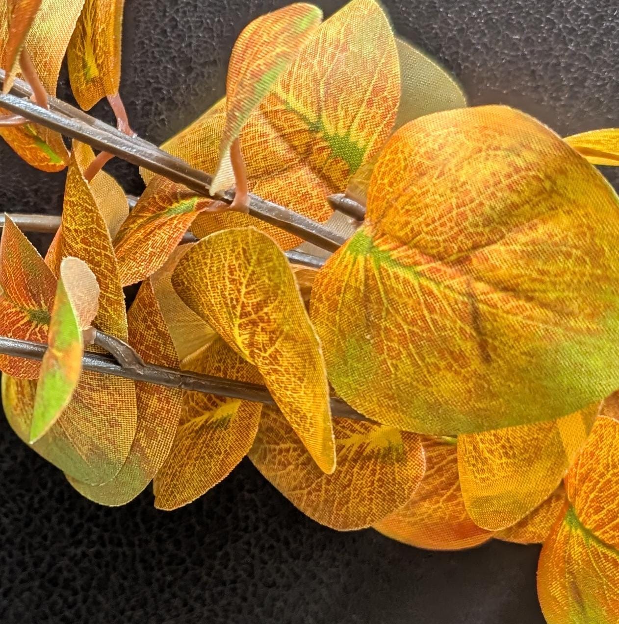 Eukalypthus herbstlich mit Drahtkern